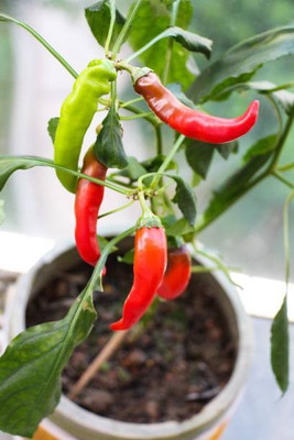 AFARTIOBINA 117 Pc Chilli Seeds Seed(117 per packet)