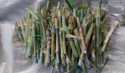 Pbevergreen Napier grass stick for elelphant /cow/bafollo Seed(15 per packet)