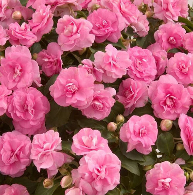 Lorvox Balsam Tom Samb from Russia Seed(20 per packet)