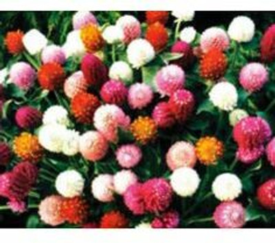 XOLDA Exotic gomphrena Seed(27 per packet)