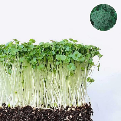 KNESSiN Broccoli Green Sprouting Calabrese - Microgreen Seeds (100 Seeds) Seed(100 per packet)