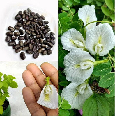DEYS AGRO ™ aparajita flower plant seeds mix hibrid high germination Seed(25 per packet)