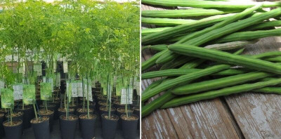 Gitanjali moringa / PKM1/Drumstick/horseradishtree 10 PIC Seed(11 per packet)