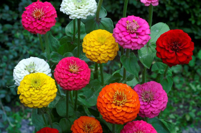 Lorvox Zinnia 'Scabiosa Flowered Seed(80 per packet)