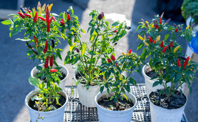 AFARTIOBINA 103 Pc Chilli Seeds Seed(103 per packet)