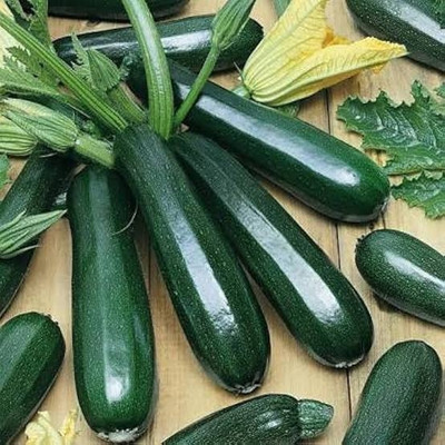 LBS Zucchini Seed(20 per packet)