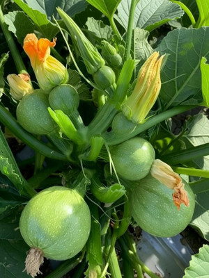 SUAA Chappan Kaddu (Summer Squash) Vegetable Seeds for Kitchen Gardening Seed(12 per packet)