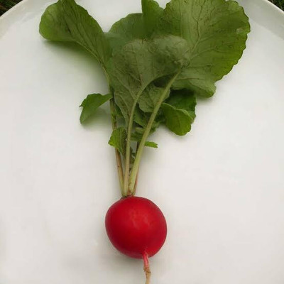 Cloud Farm Radish,Mooli Round Red Seed(140 per packet)
