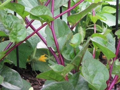 Qualtivate DXL-2AT Red Malabar Spinach Seeds Seed(50 per packet)