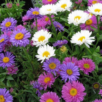 the green dotcom aster double mix flower plant seeds Seed(500 per packet)