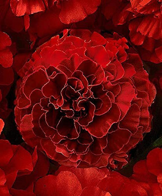 Aywal genda phool ,marigold Seed(3 per packet)