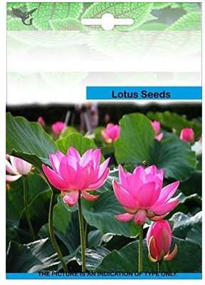 CRGO LOTUS , KAMAL Seed(6 per packet)