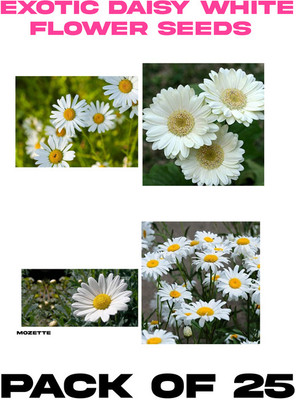 Mozette Exotic Daisy White Flower Seed Seed(25 per packet)
