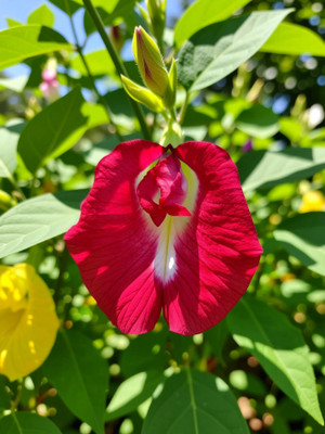 SUAA Aparajita / Butterfly Pea Flower Seed(49 per packet)