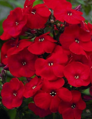 the green dotcom Phlox Beauty Red Seed(278 per packet)