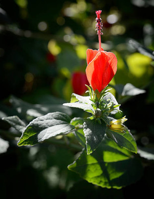 Oliver balsam flower seeds Seed(20 per packet)