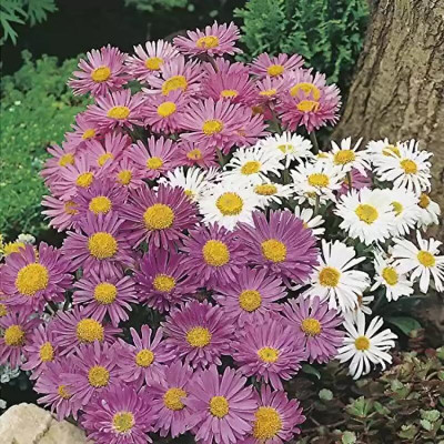 Lorvox Aster Hybrid Flower Seed(15 per packet)