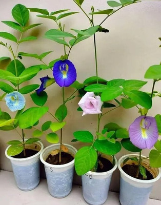 GREENSEA Aparajita (Butterfly Pea) Seeds – Fast Growing Seed(27 per packet)