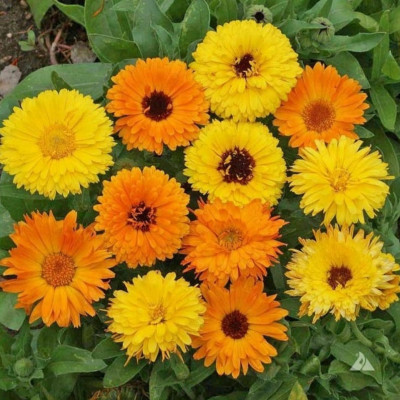 ME Traders Calendula (Pot Marigold, Calendula officinalis) Flower Seed(100 per packet)