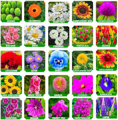 ibains All time flower seeds Seed(48 per packet)
