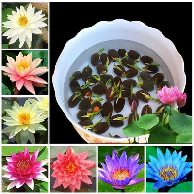 Greenery Hub LOTUS Seed (20 per packet) Seed(20 per packet)