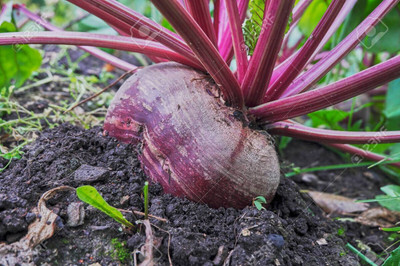 Cloud Farm Beetroot Vegetable Seed(22 per packet)