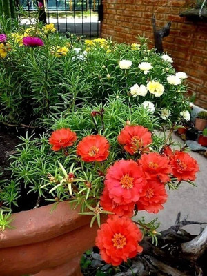 ibains Time flower seed Seed(22 per packet)