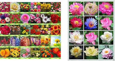 ibains Mix combo flower seeds Seed(57 per packet)