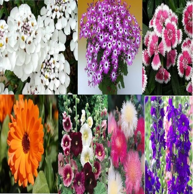 ibains Flower seeds mixed Seed(80 per packet)