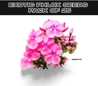 XOLDA Exotic philox seeds Seed(25 per packet)