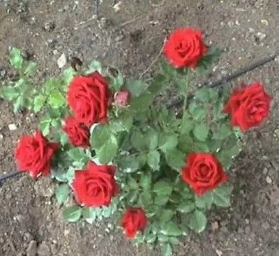 SBGARDEN Rose, Flower seeds Seed(90 per packet)