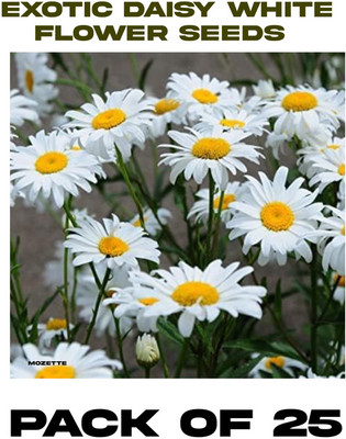 XOLDA Exotic Daisy White Flower Seed Seed(25 per packet)