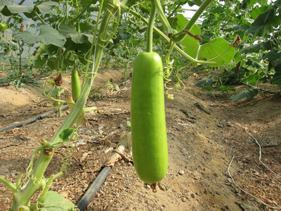 Quentova Bottle Gourd Seeds-VIC Seed(60 per packet)