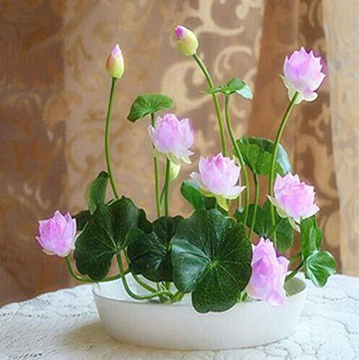 KNESSiN Mixed color Bowl Lotus Flower water Aquatic-{100 Seeds} Seed(100 per packet)