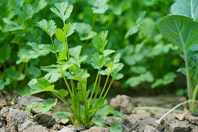 Cloud Farm Coriander-Dhaniya Seed(300 per packet)