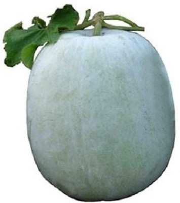 Mozette Hybrid Ash gourd Seed(70 per packet)