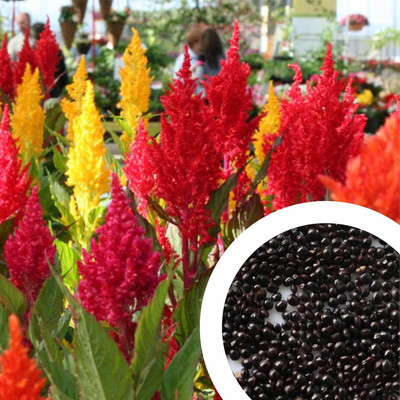 Lorvox Plumed Castle Celosia Seed(40 per packet)