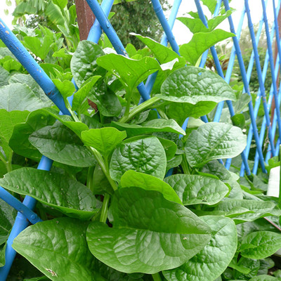 EcoFusion malabar spinach seeds Seed(82 per packet)