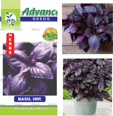 GARDENIFY INDIA GARDENIFY INDIA RUBY AROMA: RED BASIL ELIXIR RED BASIL SEEDS & PLANT Seed(30 per packet)