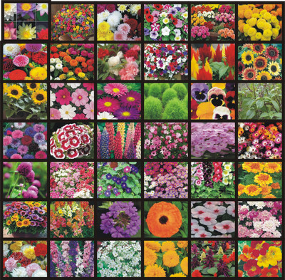 Vrisa Green 40 Variety of Flower Seeds Combo Seed(40 per packet)