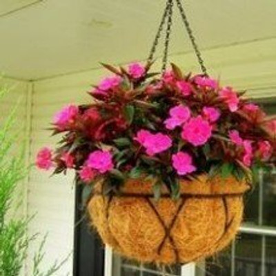Epazo BALSAM DOUBLE FLOWER Seed(118 per packet)