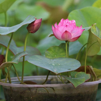 ibains Japanese lotus seed flower Seed(13 per packet)