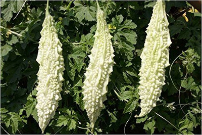CRGO KARELA , BITTERGOURD Seed(90 per packet)