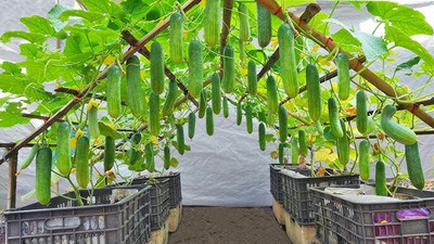 GREENSEA Desi Cucumber, Kheera Seed(80 per packet)