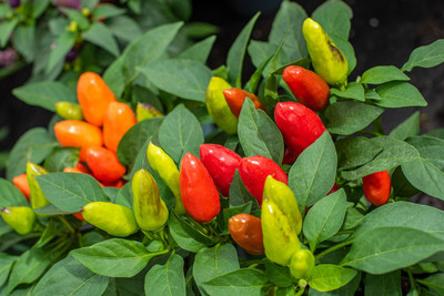 GREENSEA Surjomukhi Chilli/Mirchi Seeds for Planting, Hybrid Seed(155 per packet)