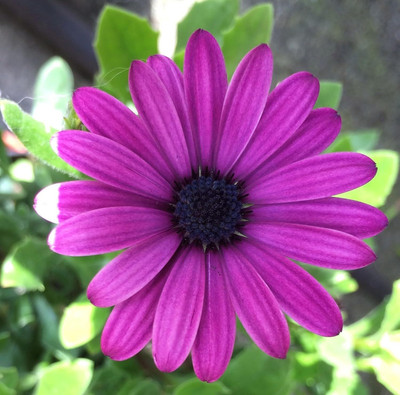 Epazo African Daisy – Dimorphotheca Mixed Color Flower Seed(70 per packet)