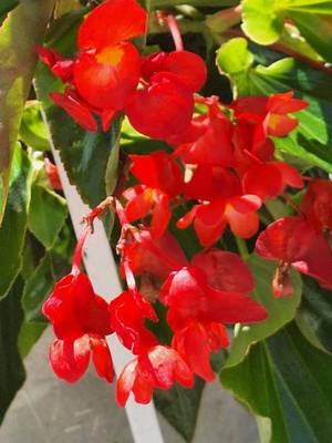 Oliver balsam flower seeds Seed(20 per packet)
