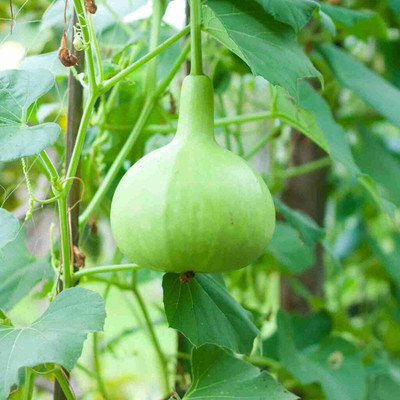 HAMPHU MSTP PLANT & SEEDS HAJARI LAU/ BOTTLE GOURD/LOUKI SEEDS PAC OF 20 SEEDS Seed(20 per packet)