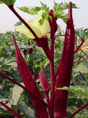 Arshiayat Lady Finger Seed Seed(60 per packet)