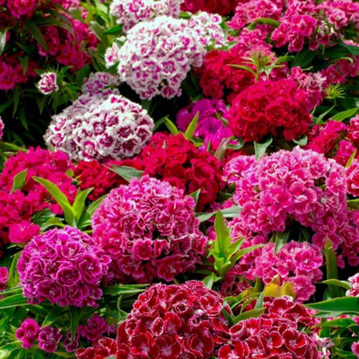 Lorvox Sweet William Mix F1 Hybrid Flower Seed(10 per packet)